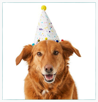 chien avec un chapeau d'anniversaire